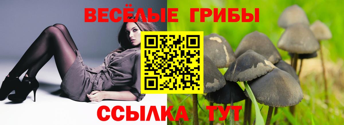 Псилоцибиновые грибы Psilocybe Верхний Уфалей